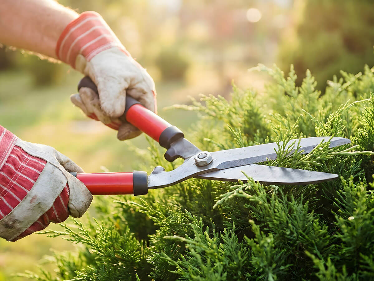 Hedge trimming and shaping service in Christchurch, Dorset